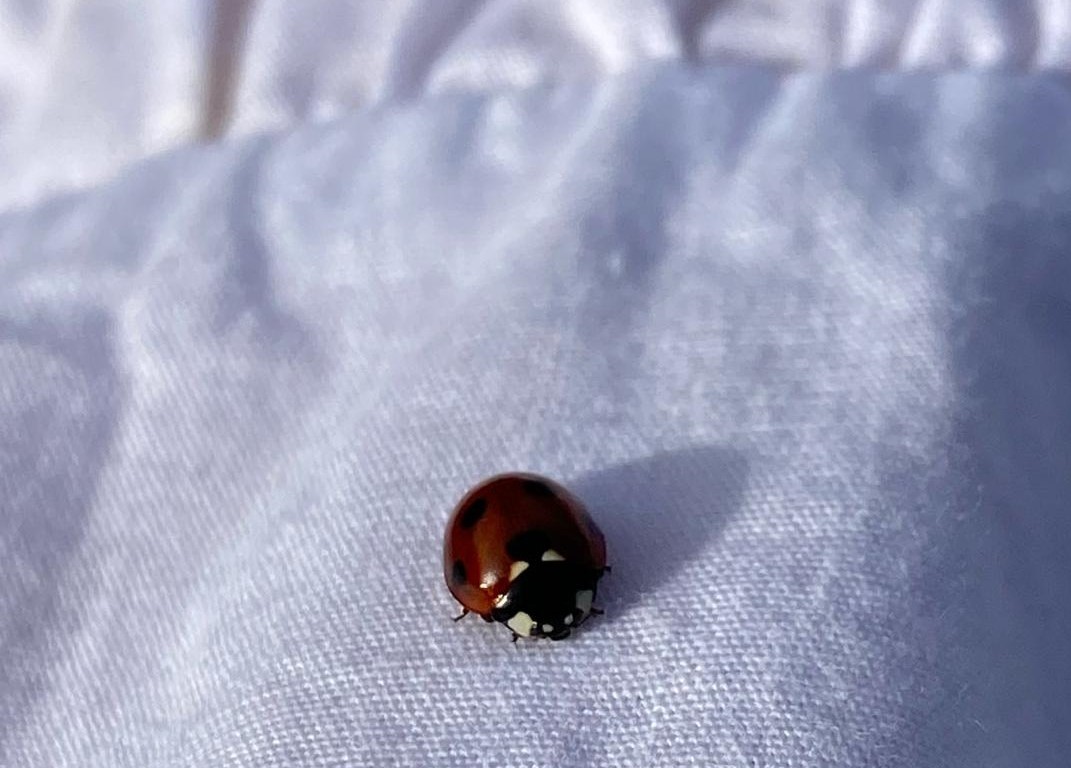 Ladybird on a white skirt