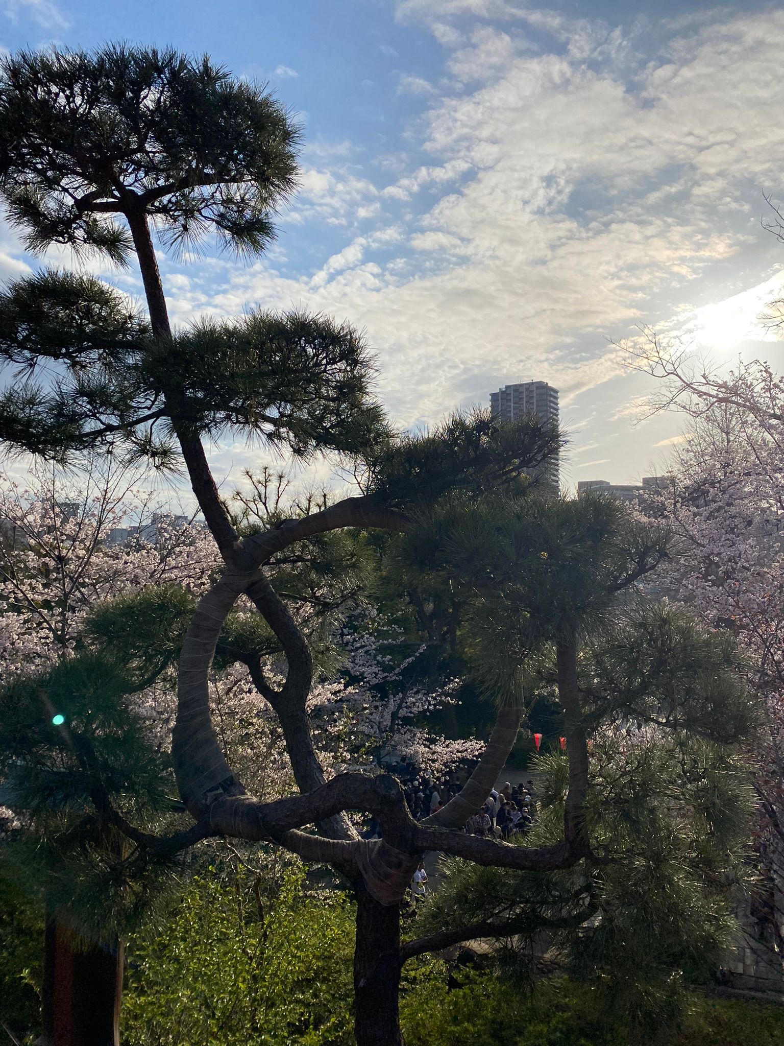 A cluster of trees